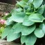 Хоста Elegans фото