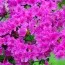 Рододендрон Geisha Purple фото