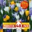 Промо-пак Крокус Large Flowering Mixed 48 шт (Брендовые луковицы KAPITEYN®) фото