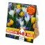 Промо-пак Крокус Large Flowering Mixed 48 шт (Брендовые луковицы KAPITEYN®) фото