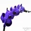 Фаленопсис Magenta-Purple фото