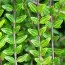 Жимолость Moss Green фото