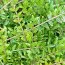 Жимолость Moss Green фото