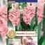 Гиацинт Махровый Spring Beauty (Брендовые луковицы KAPITEYN®) фото