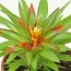 Гузмания Theresa фото
