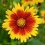 Кореопсис UpTick Yellow & Red фото
