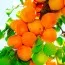 Абрикос Харгранд фото