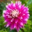 Георгина AC Dark Horse фото