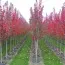 Клён красный Burgundy Belle фото