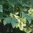 Клён псевдоплатановый фото