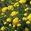 Тысячелистник Cloth of Gold (семена) фото