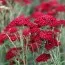 Тысячелистник Red Velvet фото