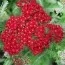 Тысячелистник Red Velvet фото