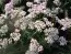 Тысячелистник Wonderful Wampee фото