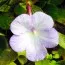 Ахименес Cattleya-light фото