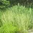 Аир обыкновенный Variegatus фото