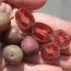 Актинидия аргута Ken's Red фото