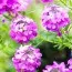 Этионема Warley Rose фото