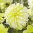 Георгина Hollyhill Lemon Ice фото