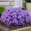 Астра Early Blue фото