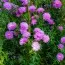 Астра Pride of Colwall фото