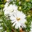 Астра Snowsprite фото