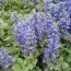 Аюга Variegata (рассада) фото