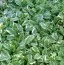 Аюга Variegata фото