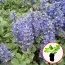 Аюга Variegata (рассада) фото