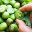 Актинидия аргута Крупноплодная (Большие плоды) фото