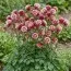 Аквилегия Winky Red & White фото