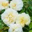 Роза Alberic Barbier (плетистая) фото