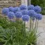 Аллиум Caeruleum фото