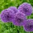Аллиум Early Emperor фото