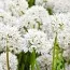 Аллиум Graceful Beauty (Акционный) фото