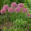 Аллиум Pink Jewel фото