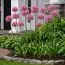 Аллиум Pink Jewel фото