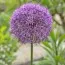 Аллиум Purple Caila фото