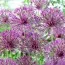 Аллиум Purple Rain фото