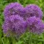 Аллиум Purple Rain фото