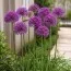 Аллиум Purple Rain фото