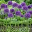 Аллиум Purple Sensation 10/12 фото