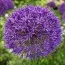 Аллиум Purple Sensation 10/12 фото