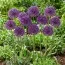 Аллиум Purple Sensation фото