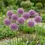 Аллиум Round and Purple фото