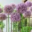 Аллиум Round and Purple фото