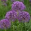 Аллиум Violet Beauty фото