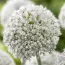 Подарок! Аллиум White Cloud фото