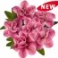 Калибрахоа Aloha Double Pink Star фото
