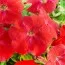 Альпетуния Red фото